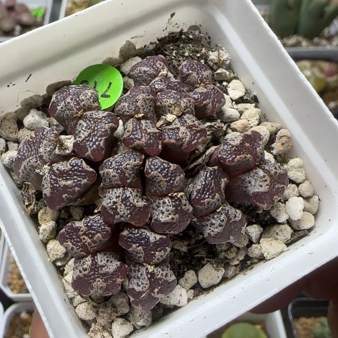 超碟群多肉植物719