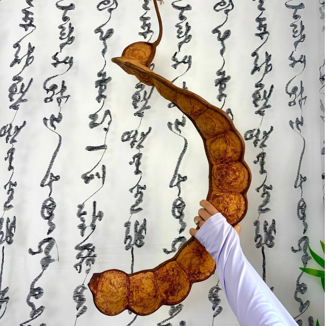 东南亚天然生长平安豆豆荚壁挂家居茶室书房装饰古风装修挂饰