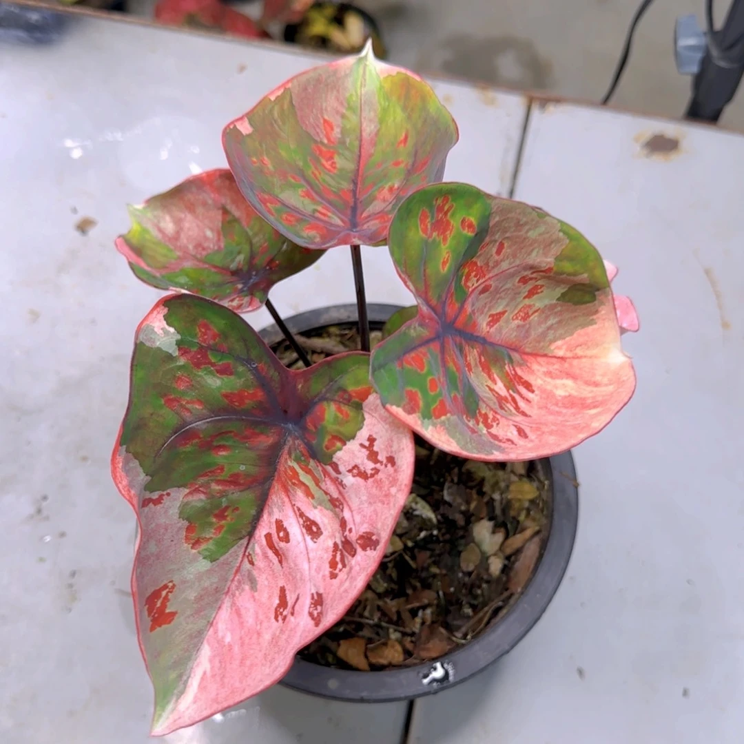 泰国227-0810红魔变异