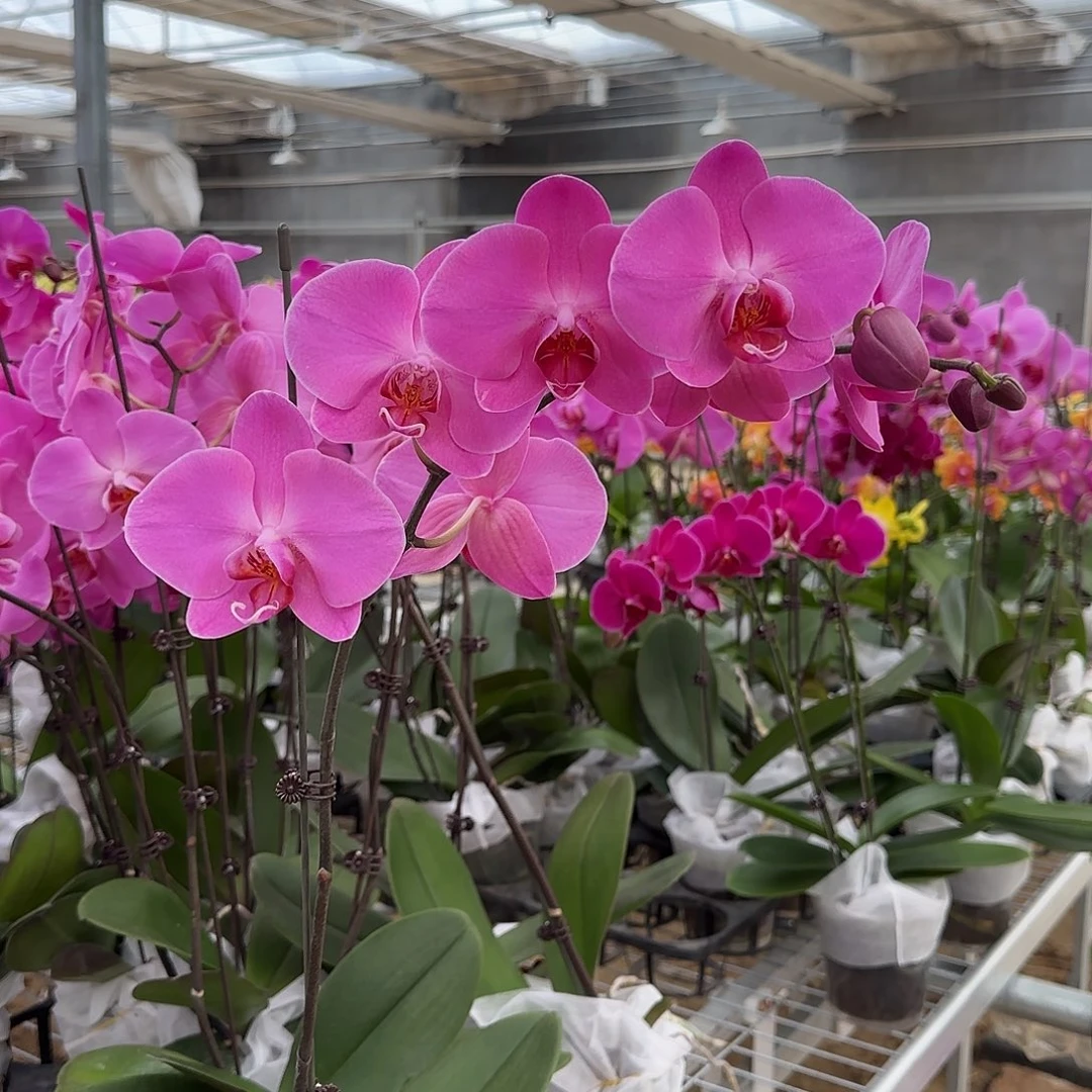 完全开放孟菲斯3.5