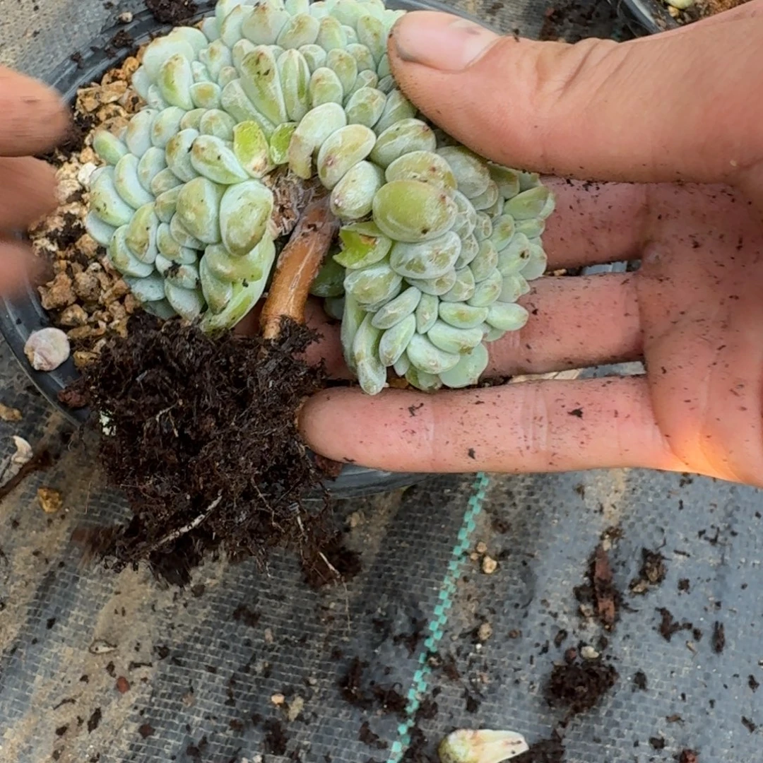 毛***姐星影树缀无砍多肉