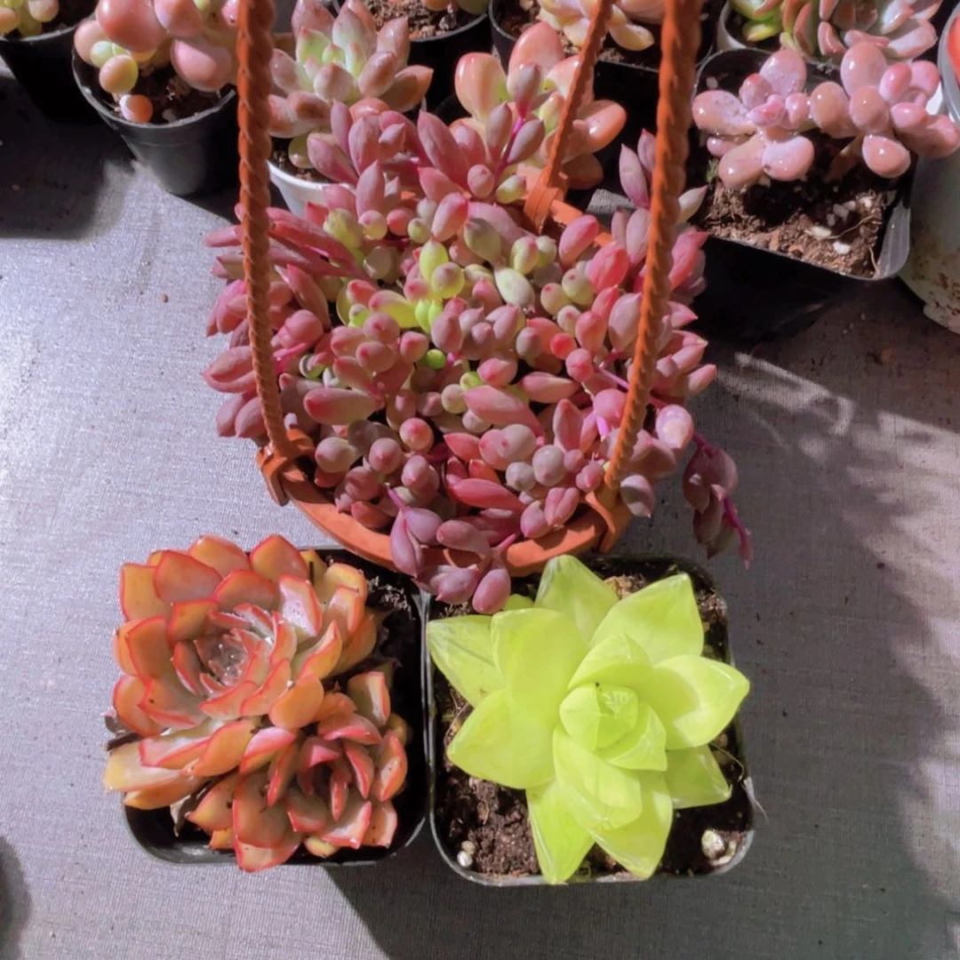 紫玄月 菲欧娜双头 黄金雨露