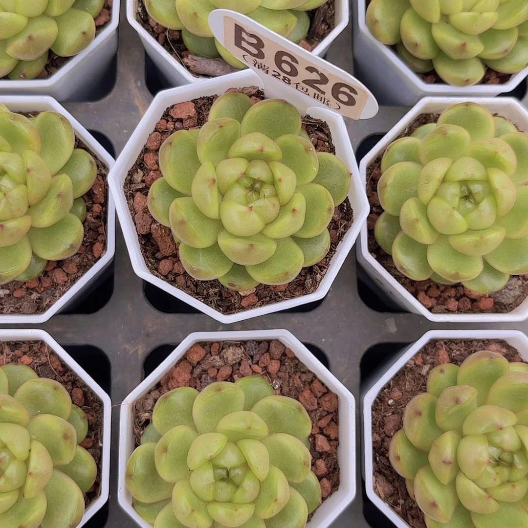 B626来啦珍妮一物一拍