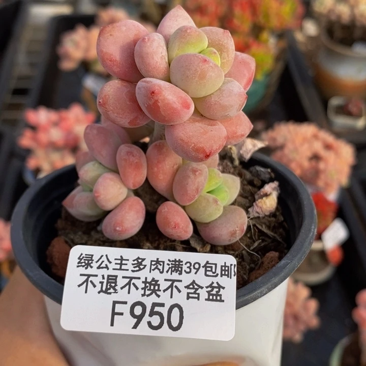 樱花洛神5cm950多肉植物