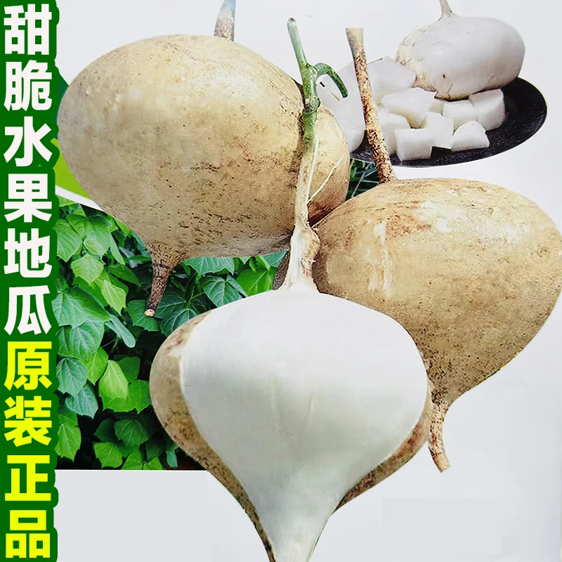 早熟薄皮水果地瓜种子贵州包衣甜脆化渣生吃凉薯地瓜地萝卜种籽子
