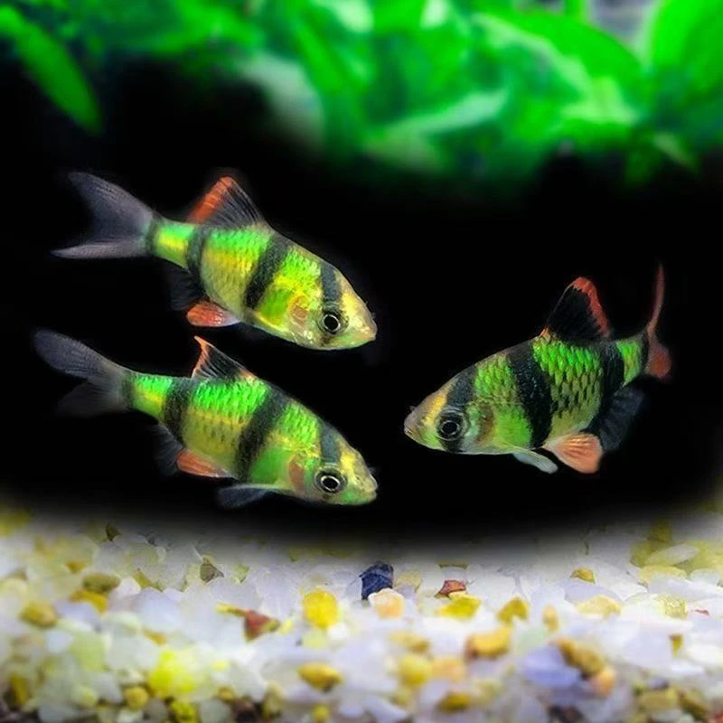 虎皮鱼青苹果虎皮鱼绿荧光四间虎皮翡翠绿虎皮新手耐养热带观赏鱼
