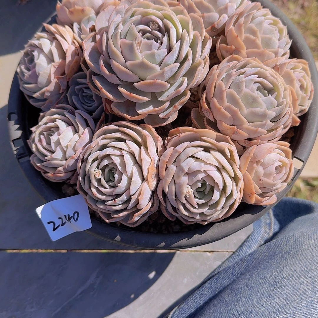 爱**?2240蓝色惊喜多肉植物