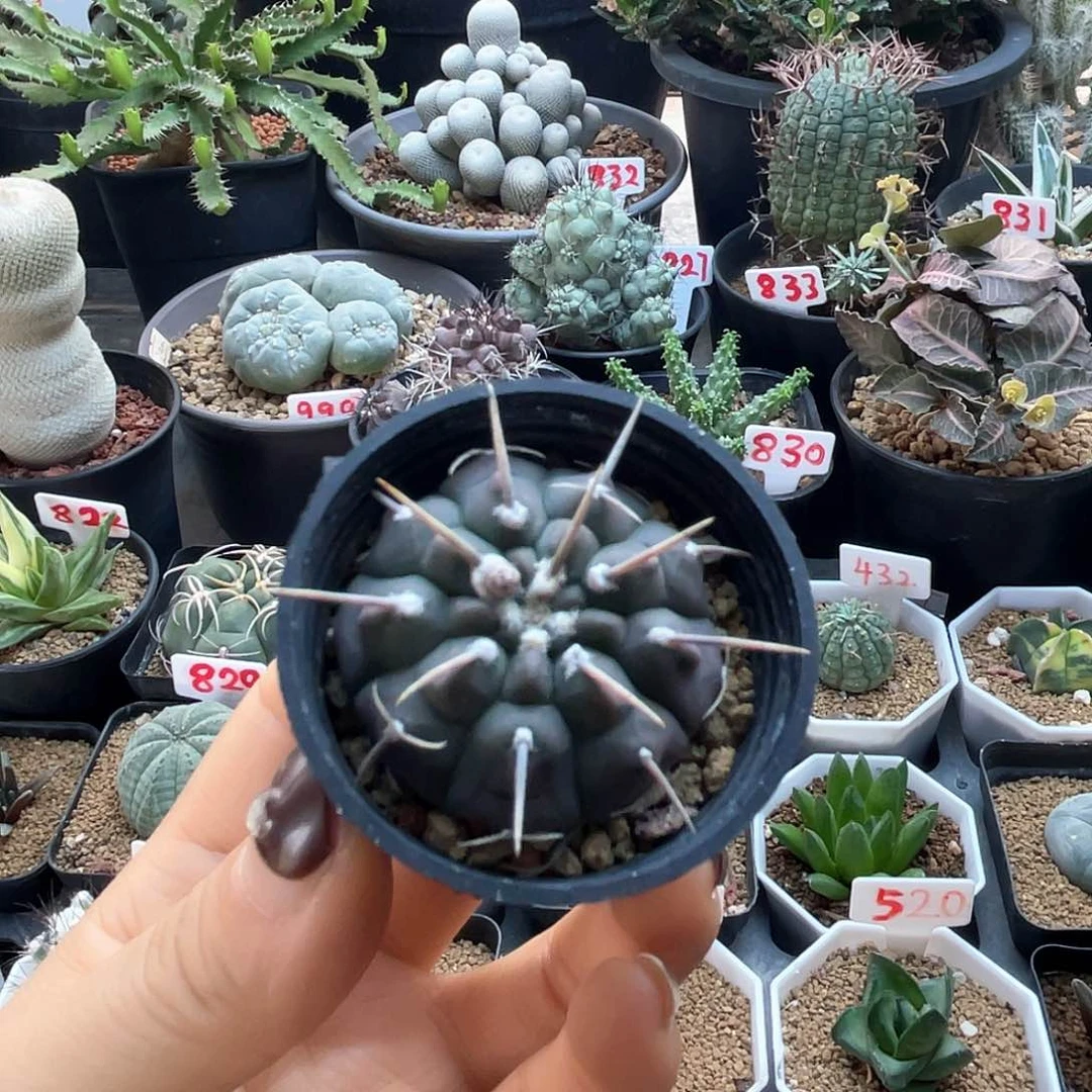 实生龟甲一本刺仙人球