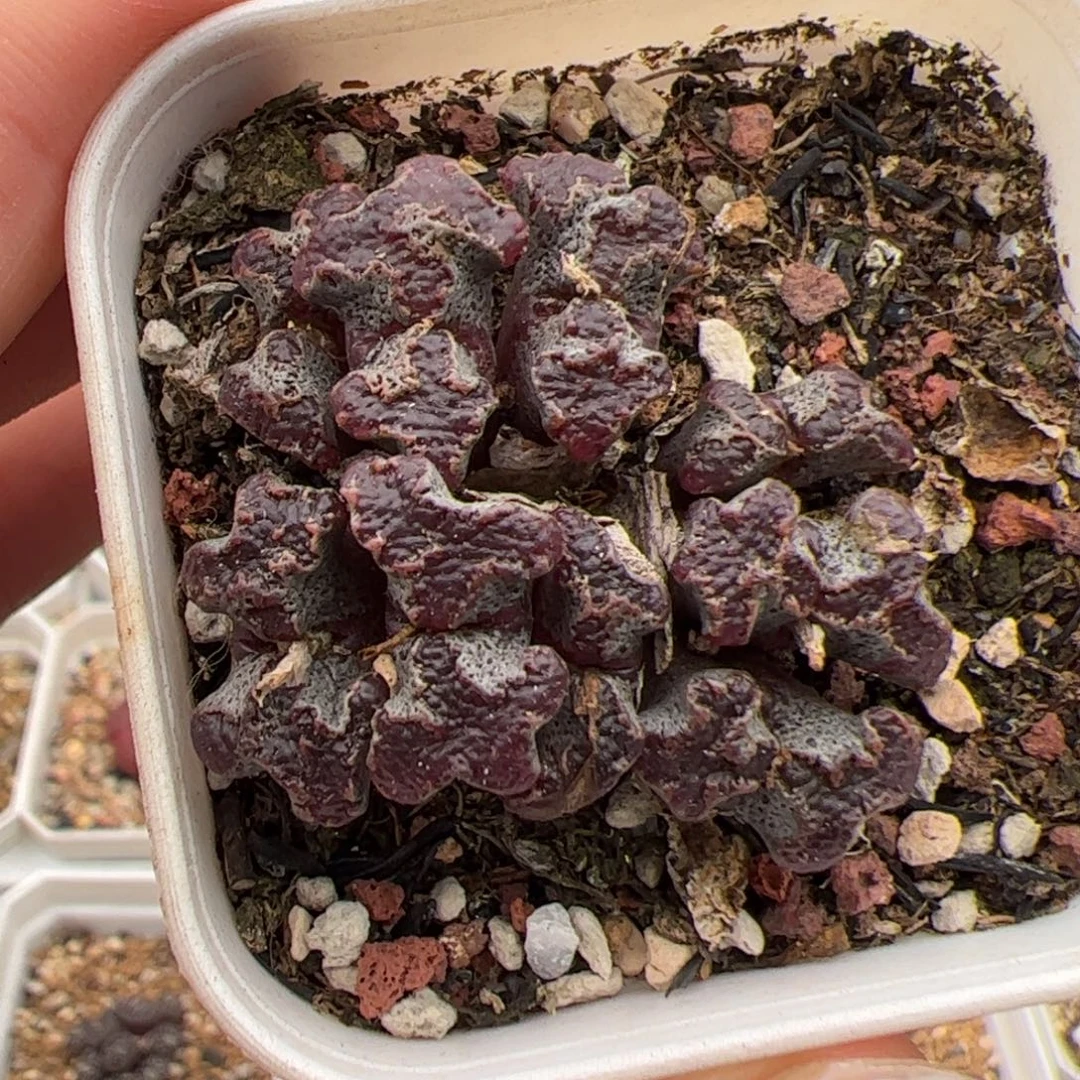 L****086号蝴蝶 多肉植物