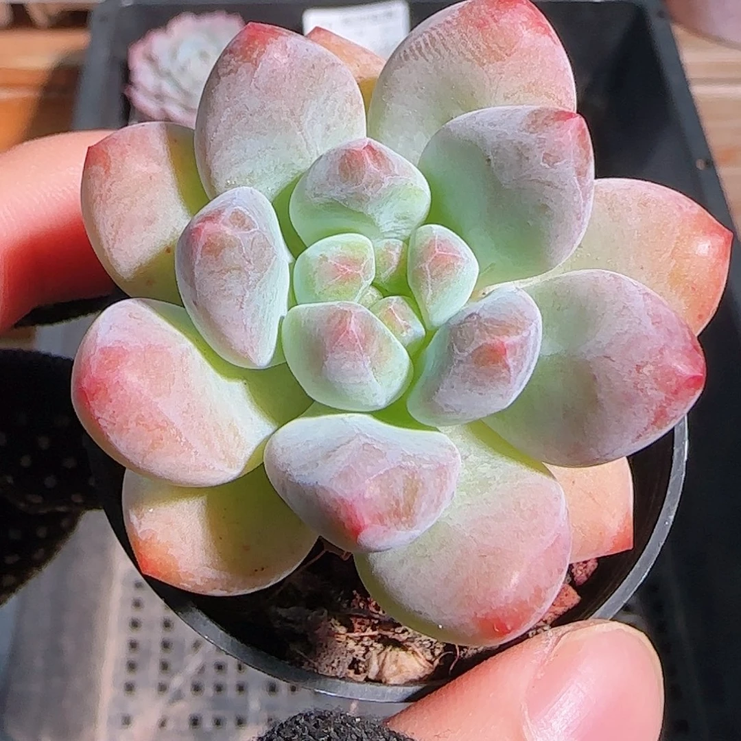 多肉1028--52美人手指