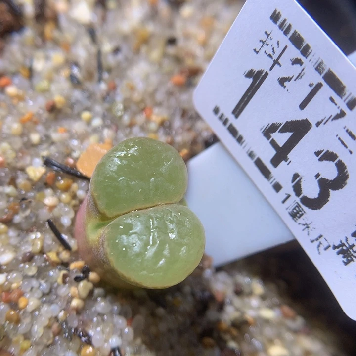 精品生石花217.143磁铁