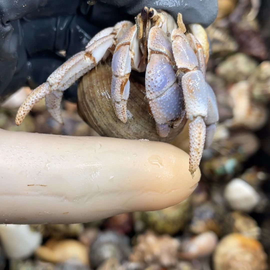 不退不换活体宠物266