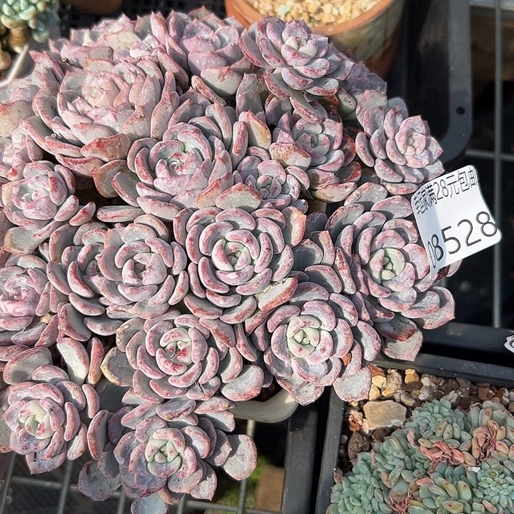 幸运儿是一位非常优秀且