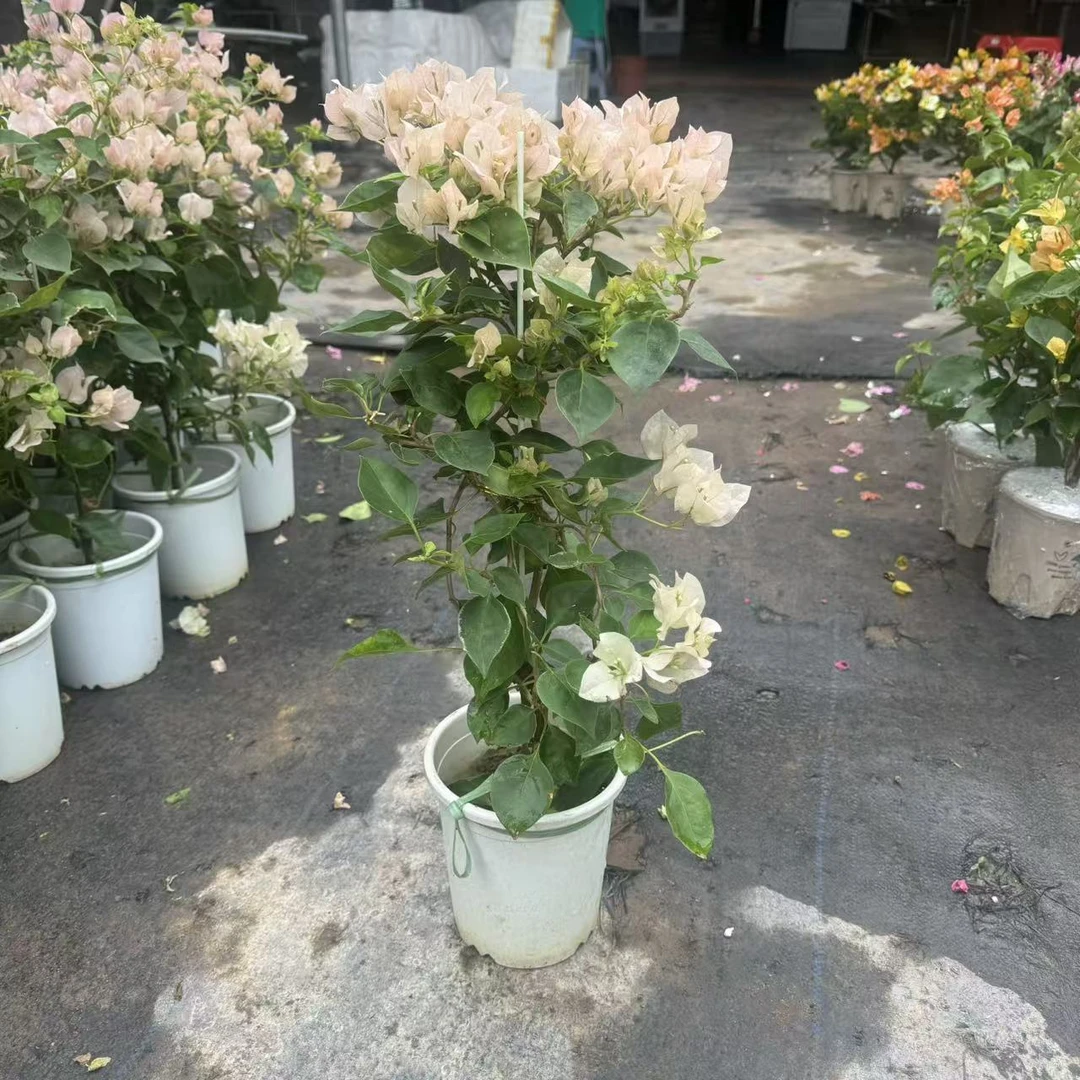 【暗斑丽人】小高飘奶粉色三角梅原盆原土基地直发四季勤花爬藤易养