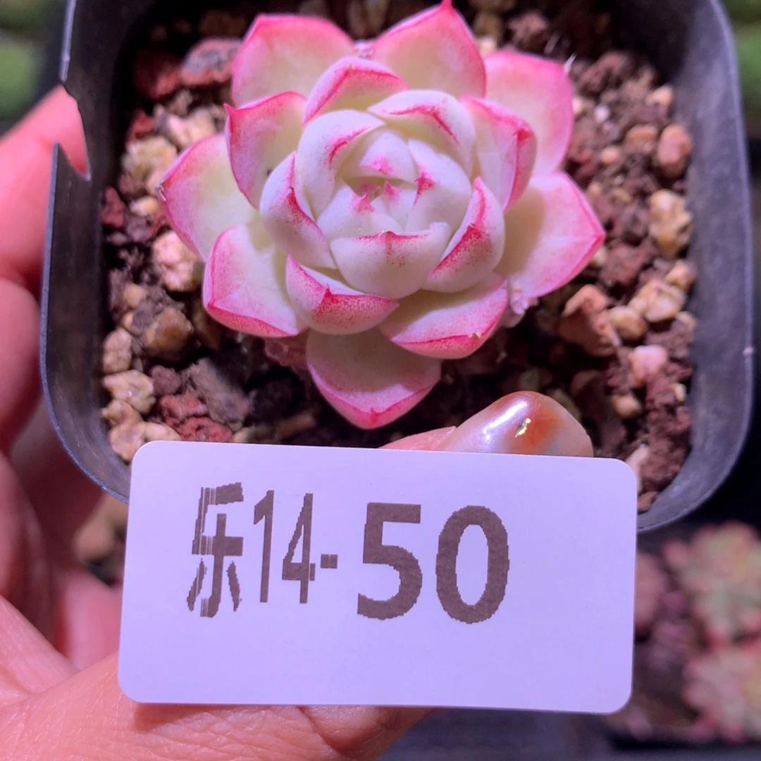 乐然14-50 女王玫瑰