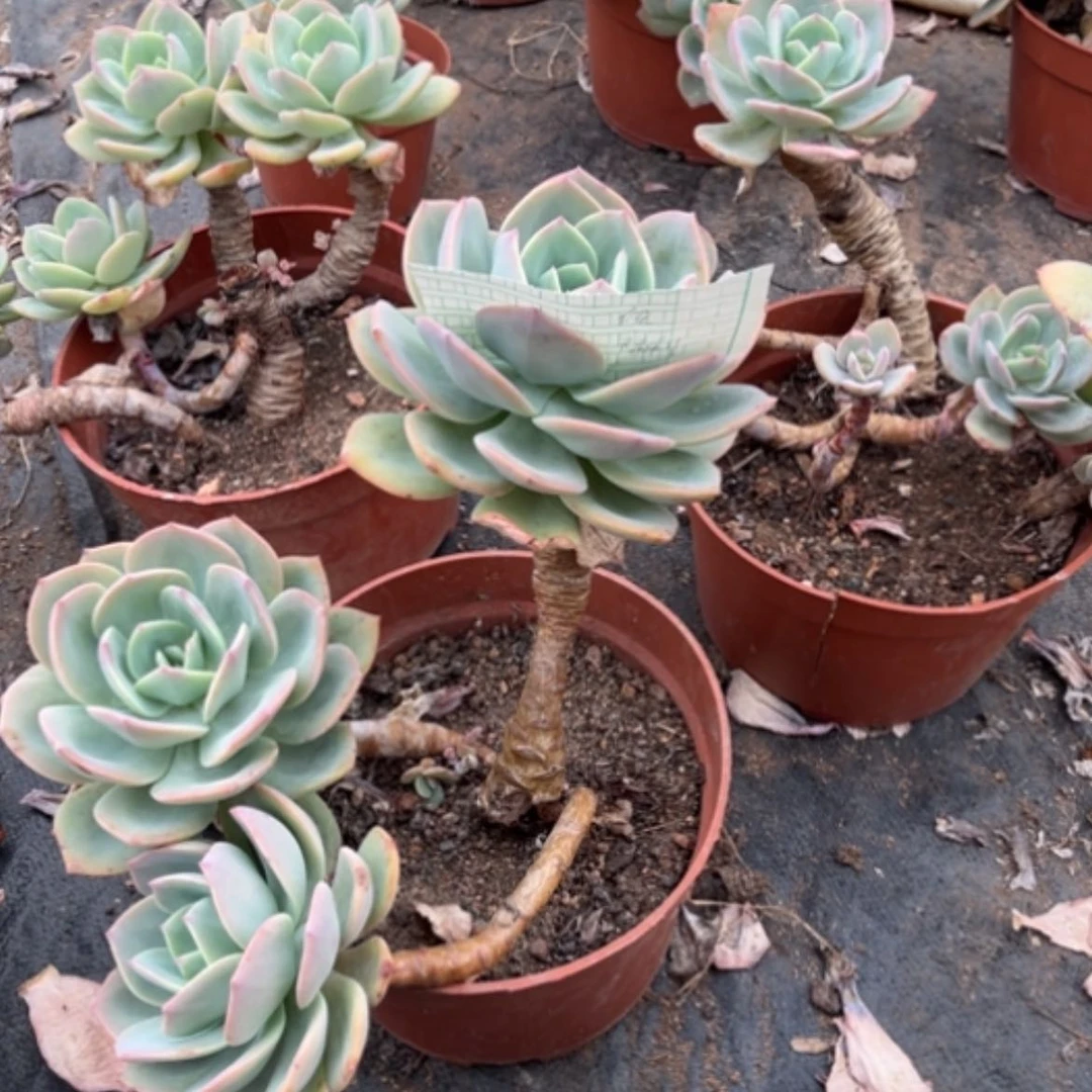 【闪购商品】佳白凤