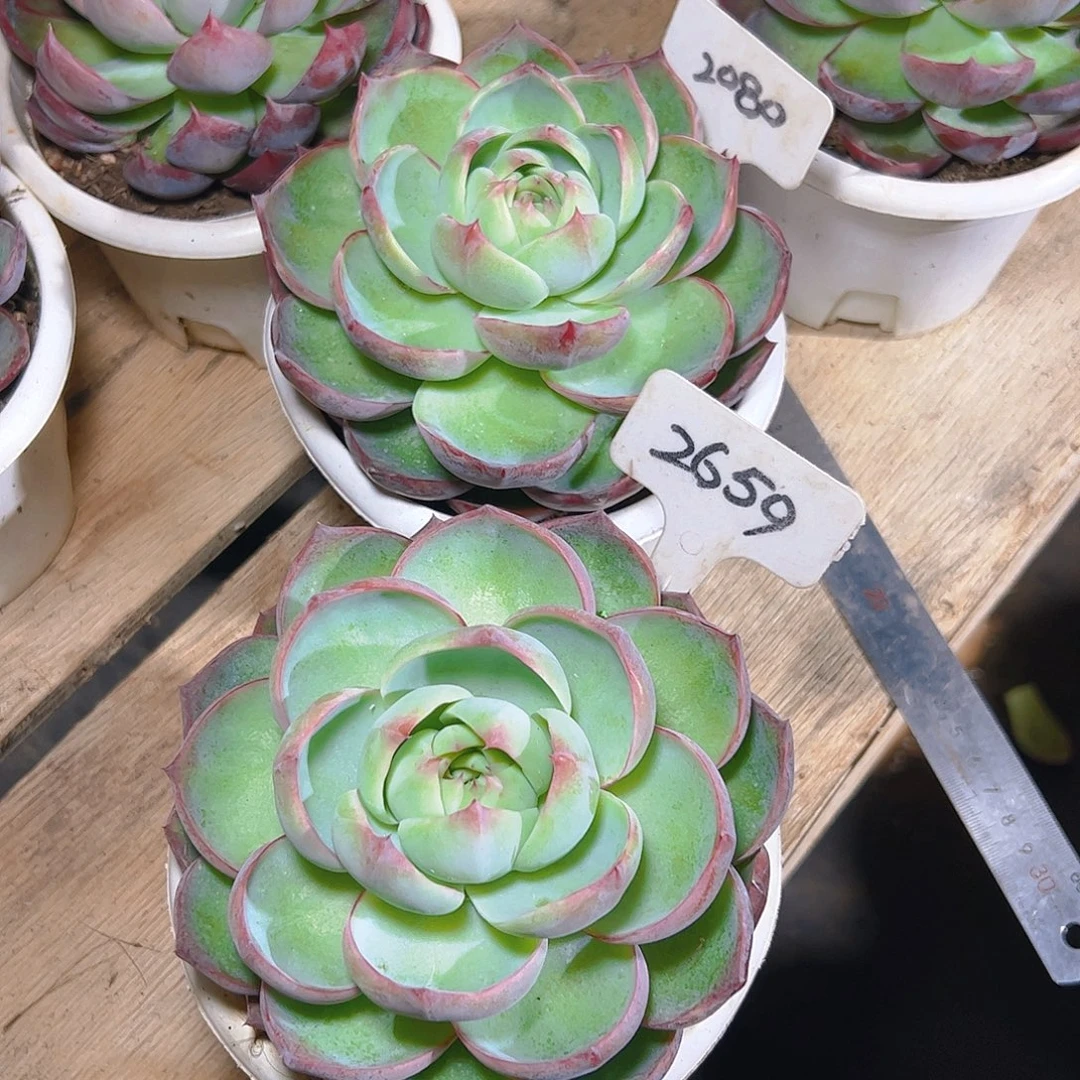 惊鸿仙子2659.2080号