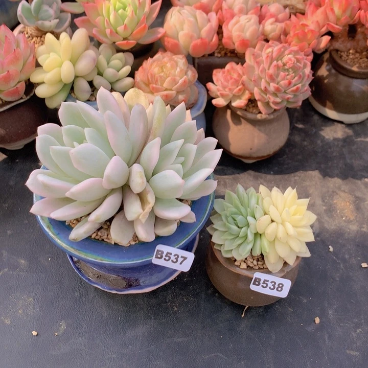 恋****6一物一拍满含盆土满38包邮B537-538