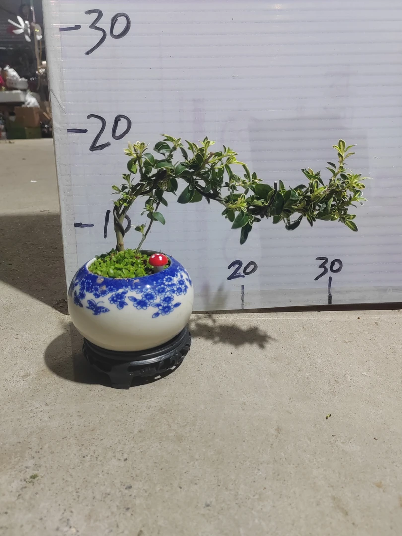 金边六月雪悬崖 禅意盆景盆随机