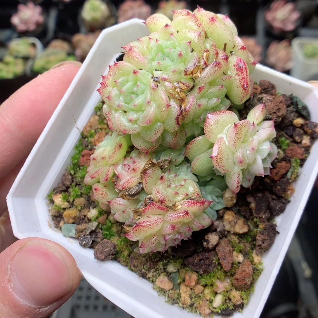 E64y y y y y y y y