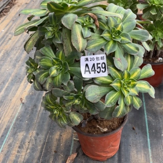 框***墅459黄中班不包断枝