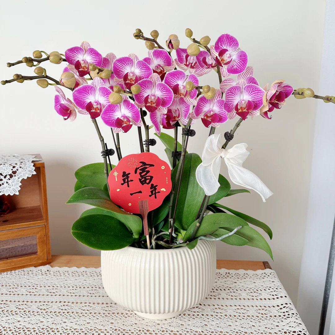 优选年宵花【红双喜】蝴蝶花卉组盆客厅摆设种植基地发货4-6