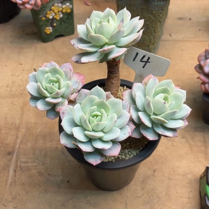 多肉植物，恋曲14号