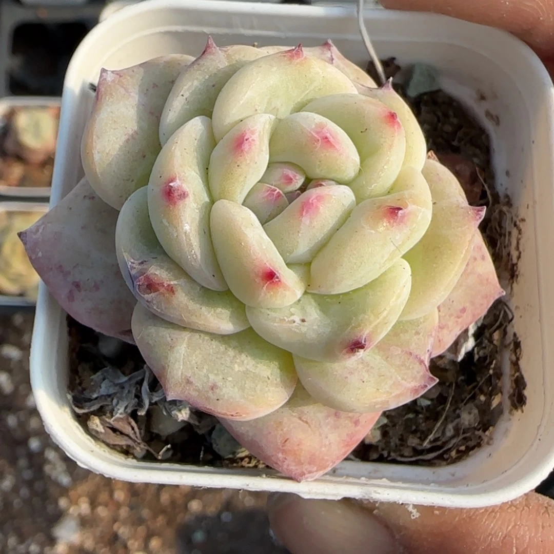 多肉小卡拉米糖心一物一拍