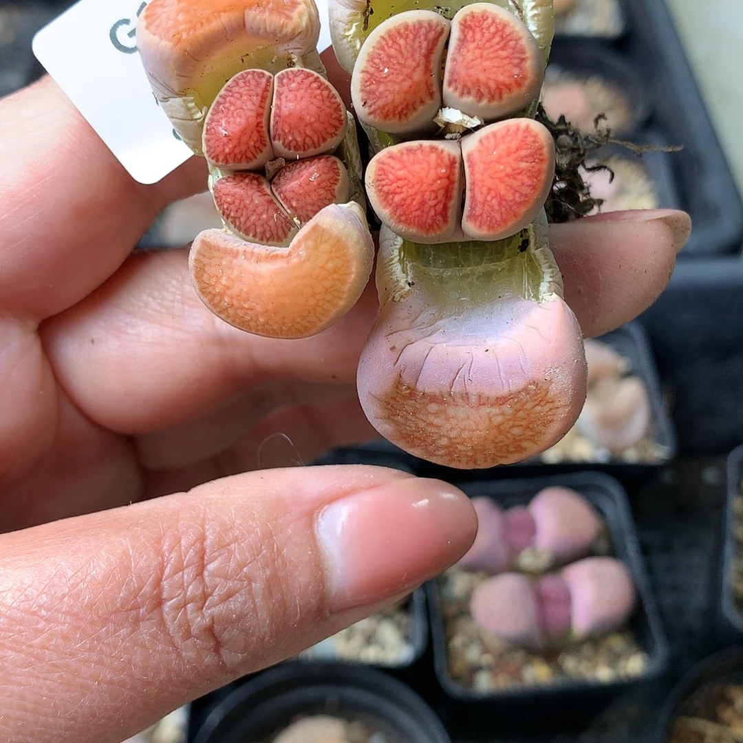 G16多肉植物保护研究所