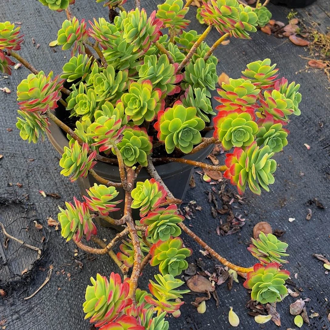 容****钻石锦多肉植物群