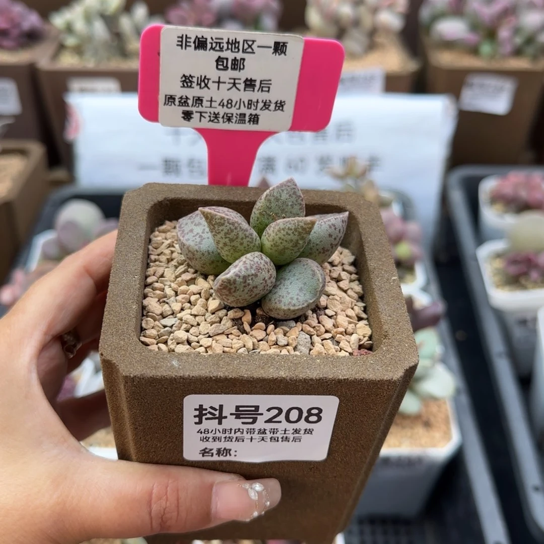 ᥇****ᦔ208星酌多肉植物
