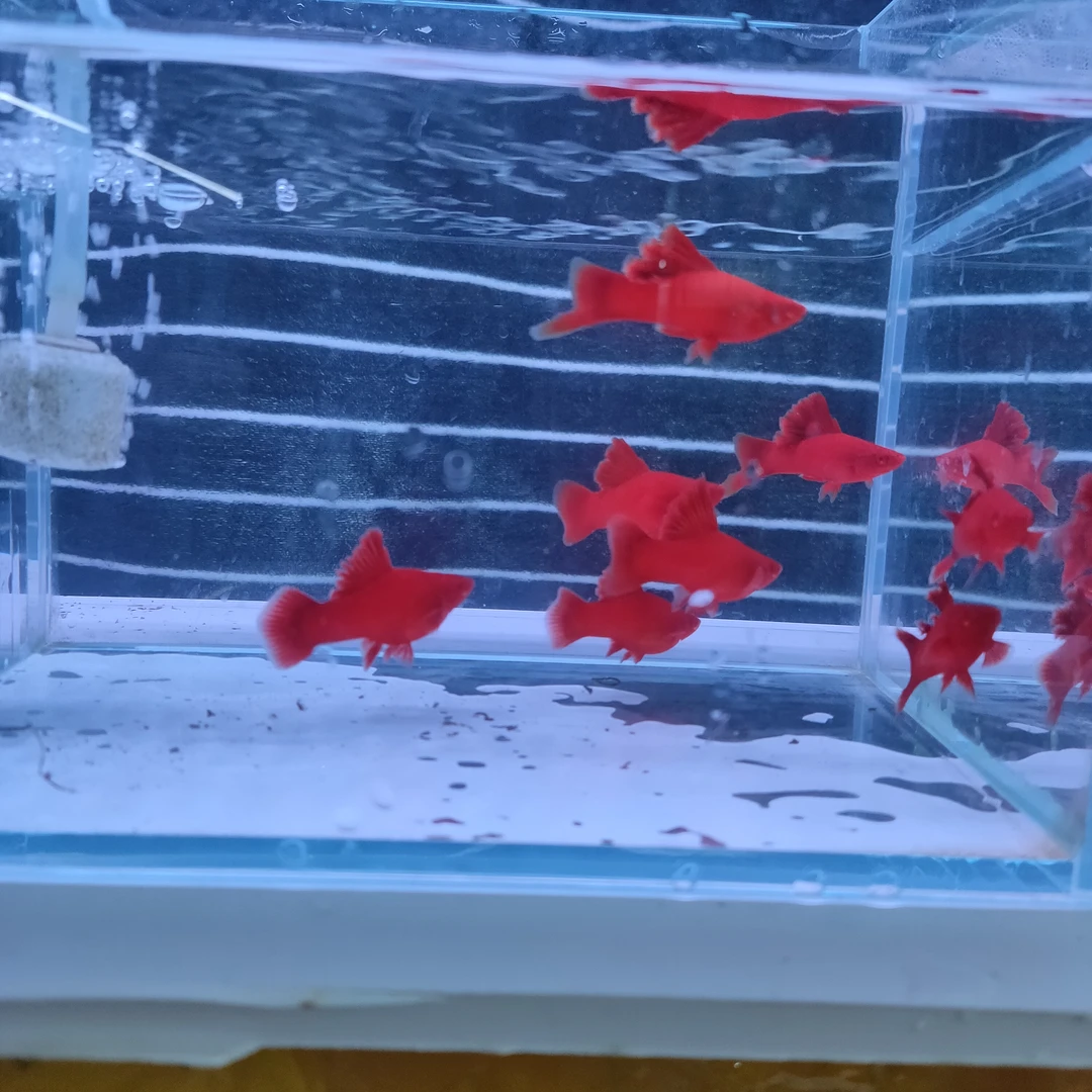 高鳍红箭菊花帆5个月的鱼4对(西藏不发货，新疆青海不包邮）