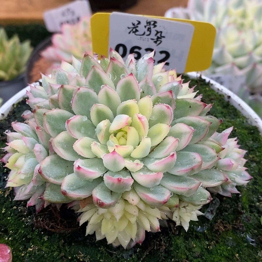 622手捧哈哈哈哈哈哈