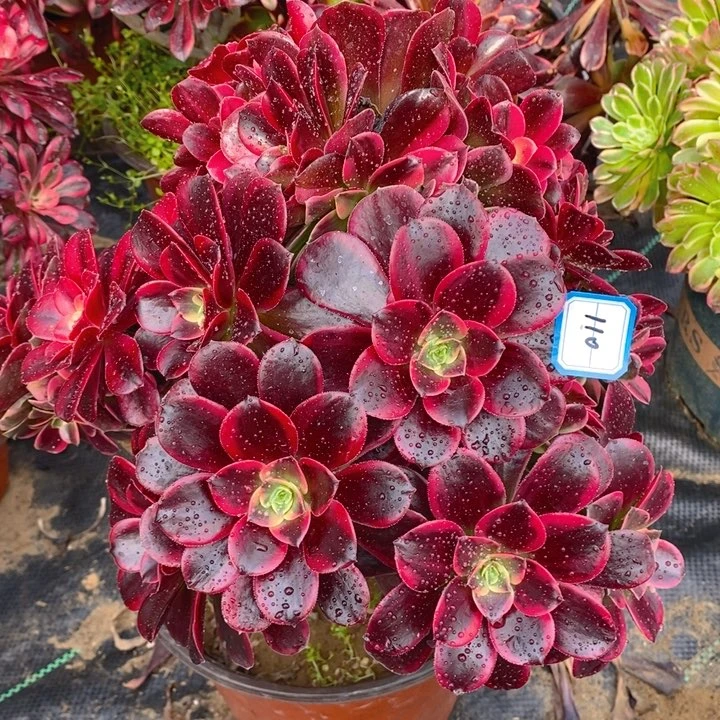 110金丝多肉法师