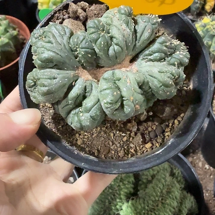 兜缀化实生一物一拍