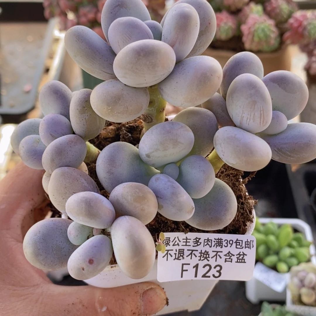 水光针奶酪10cm123多肉植物