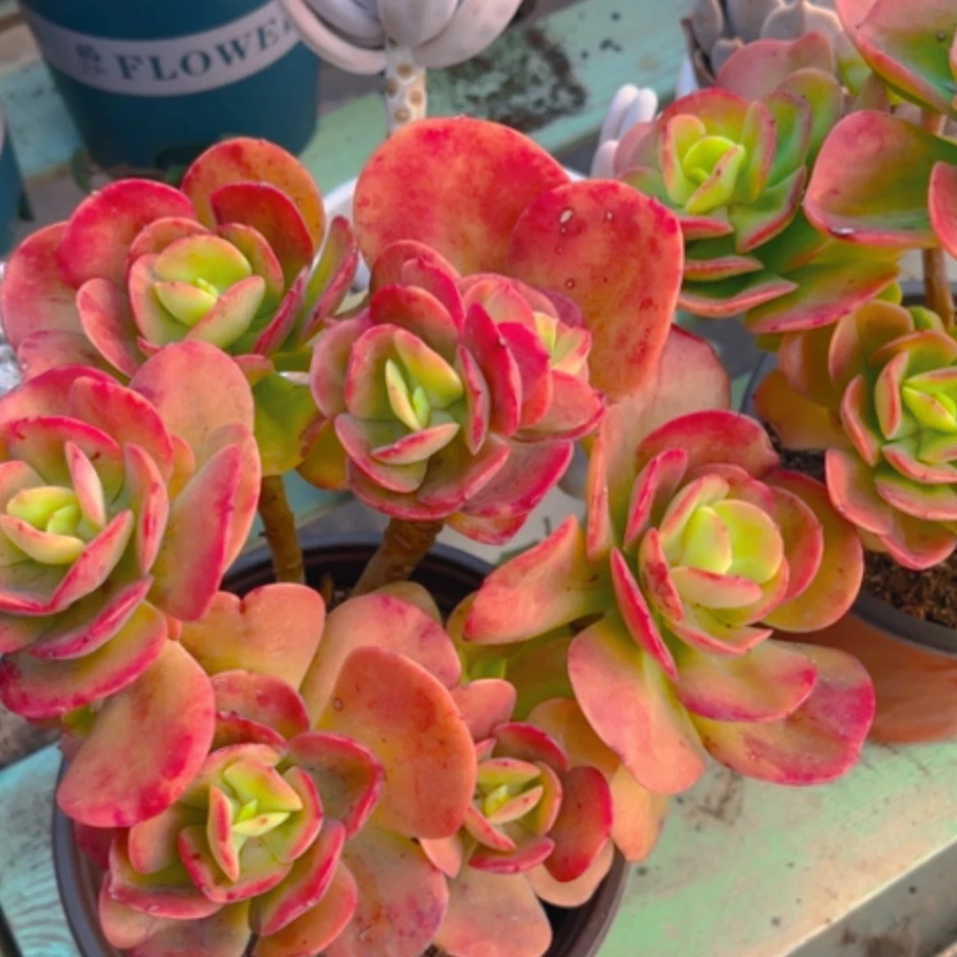 【闪购商品】红梅16282