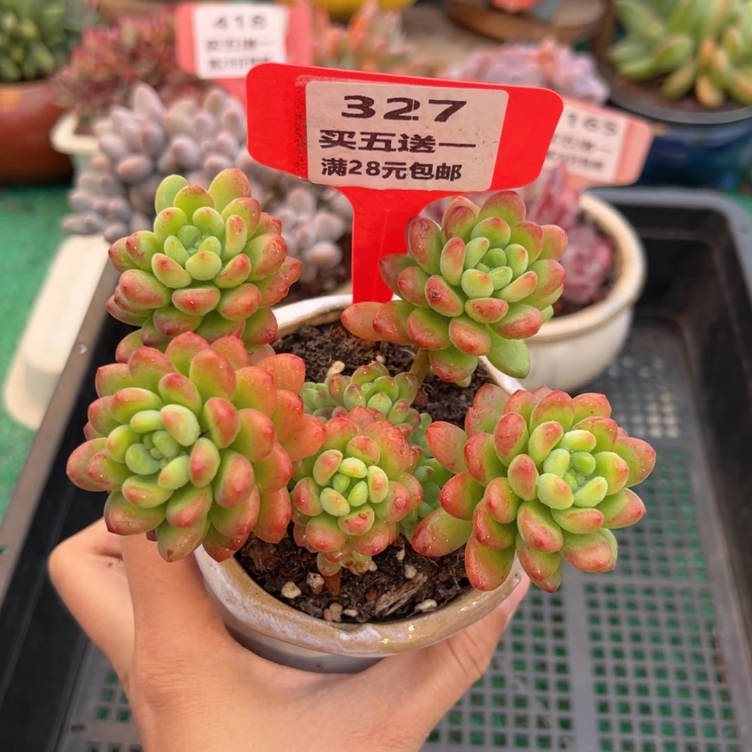 表妹精品多肉植物327.