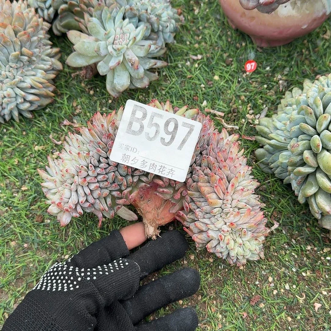 菠***蜜星影缀化有断枝瑕疵