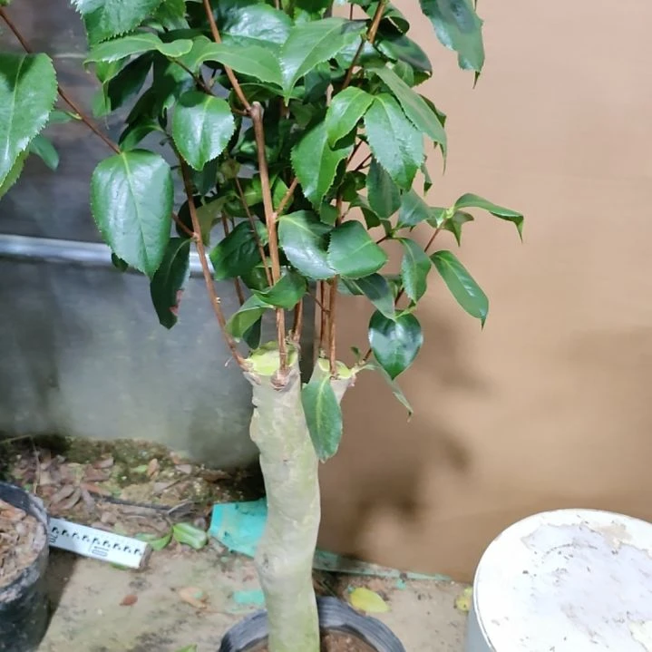 365齿五，原盆原土发货，不包邮
