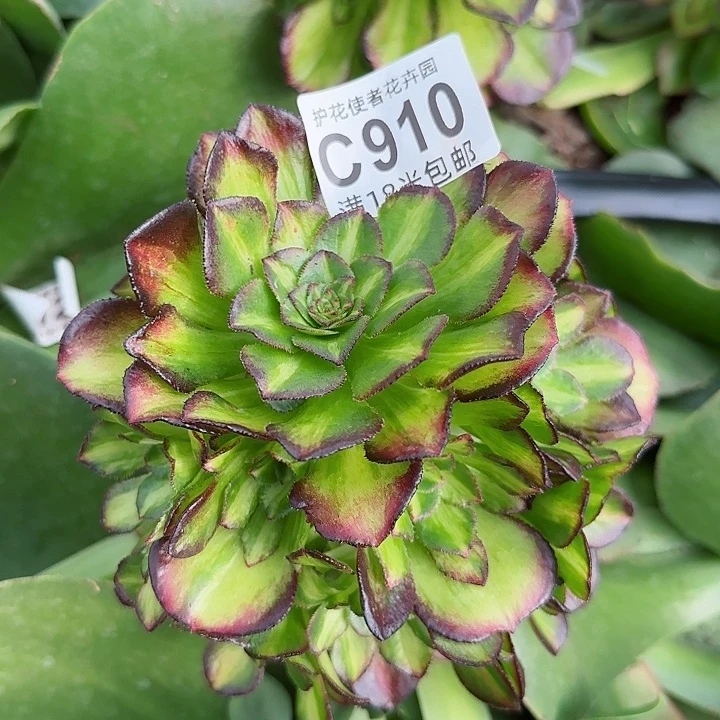 多肉法师海王七彩