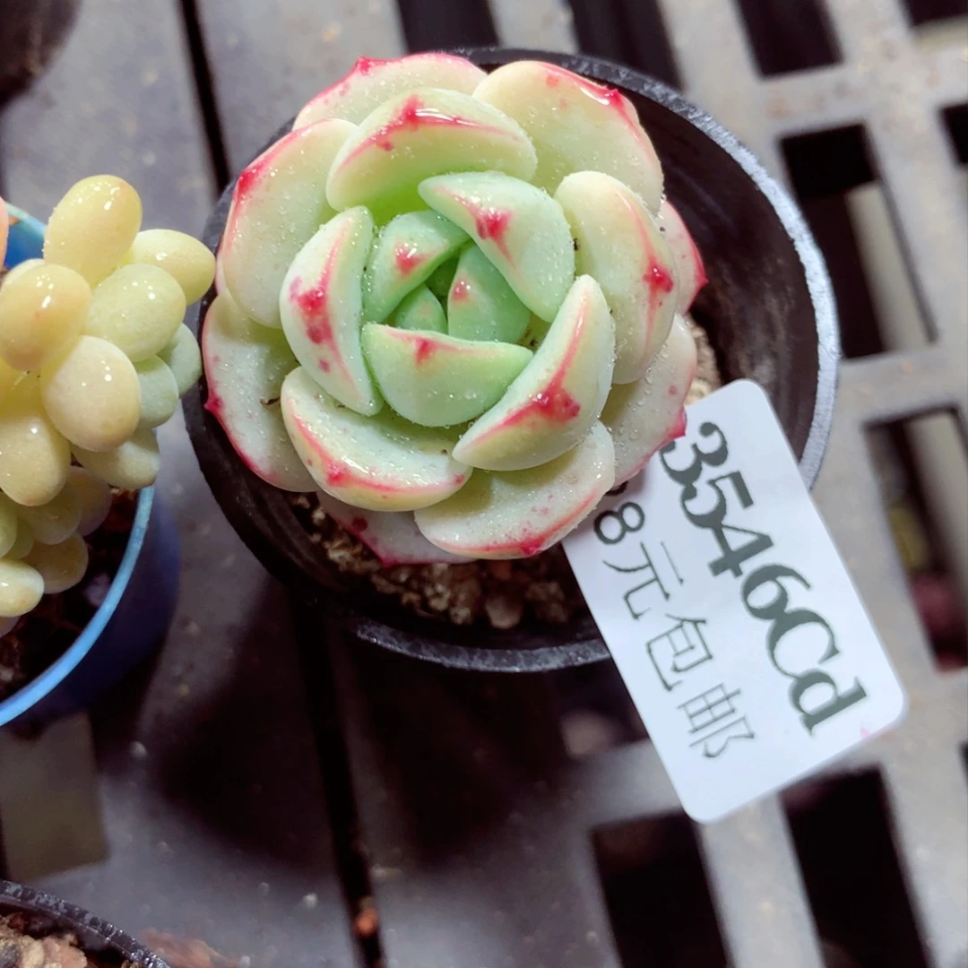 5厘米盆精控多肉3546