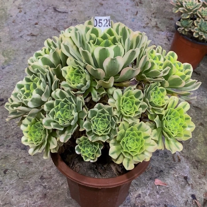 绿豆沙多肉植物528