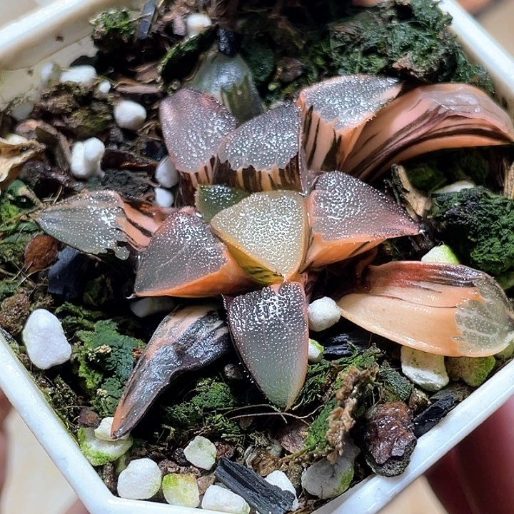 514丘比特锦一物一拍