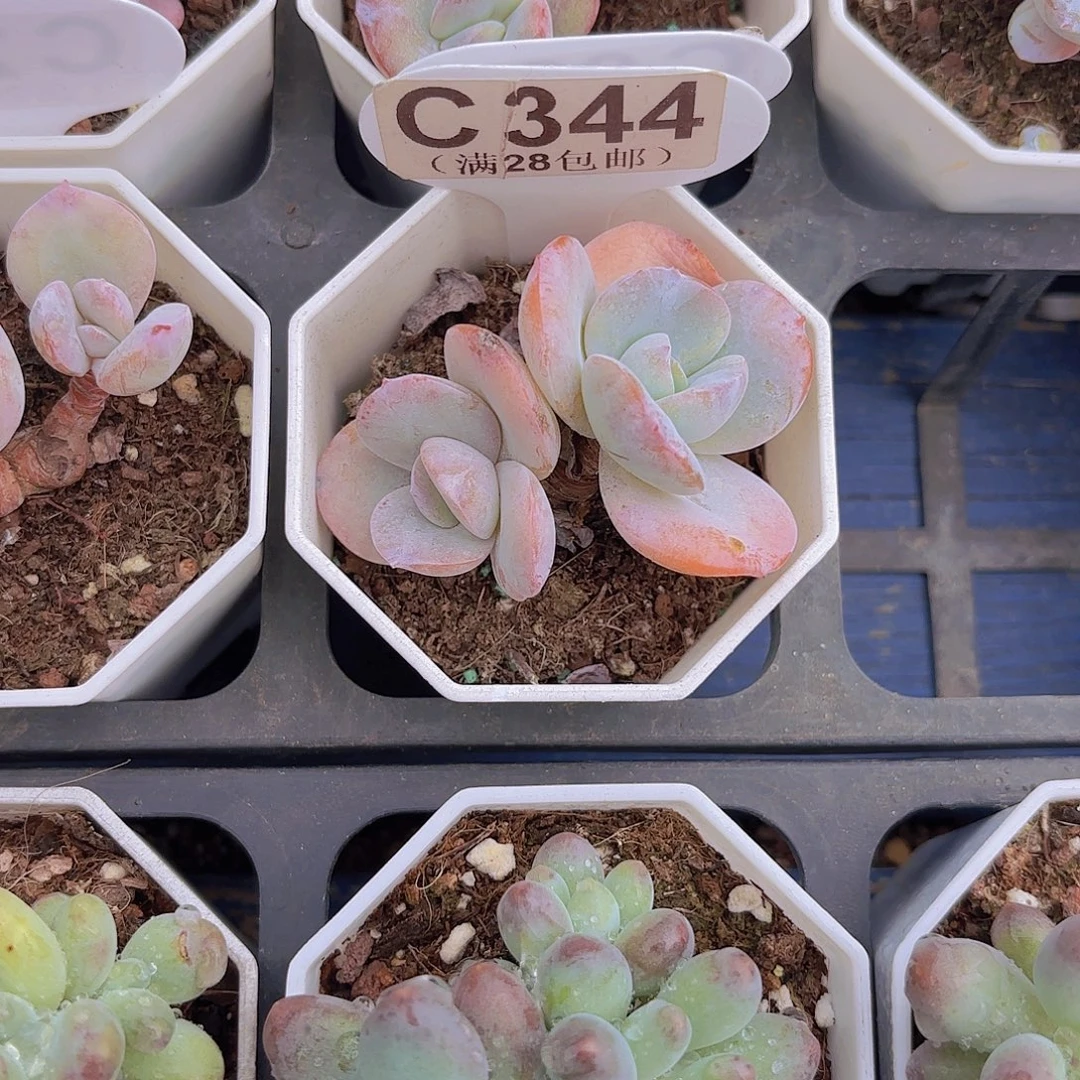 C344奶茶一物一拍