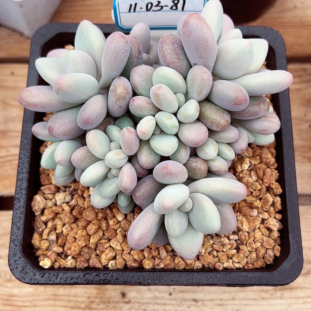 1103-81蜜多莉群。。。