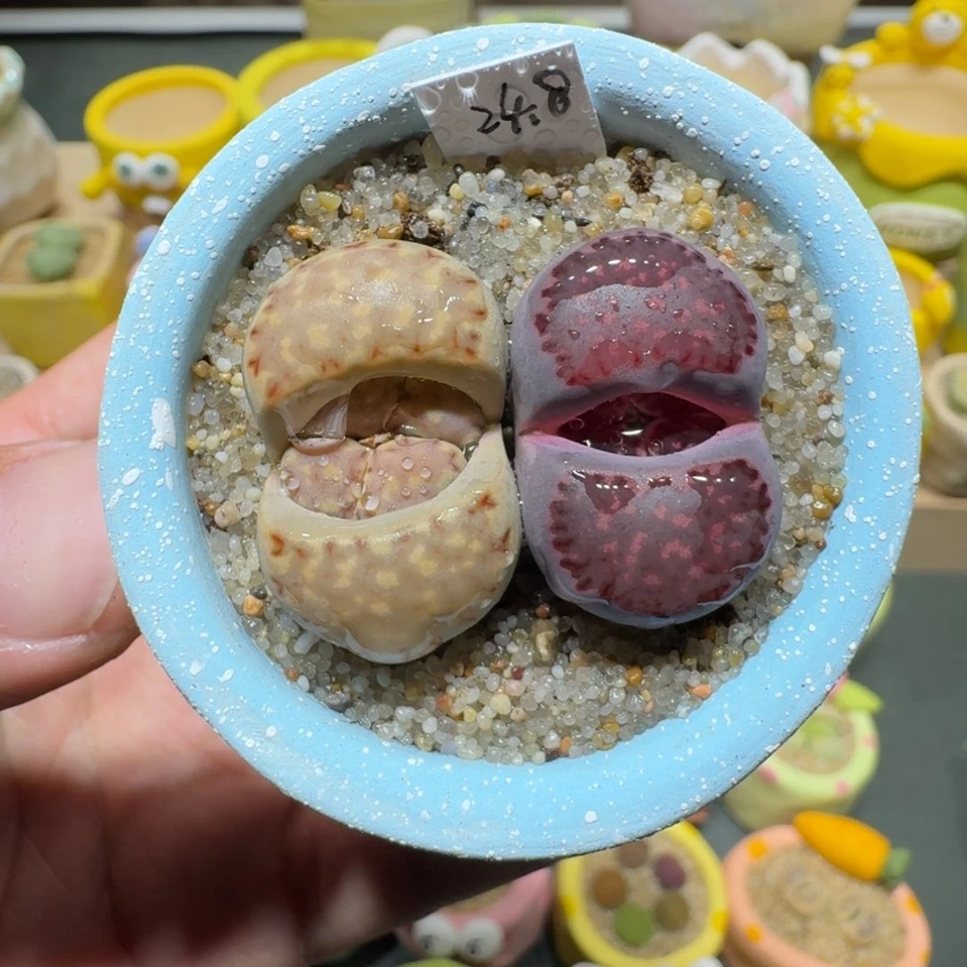 红陶蘑菇395饼干