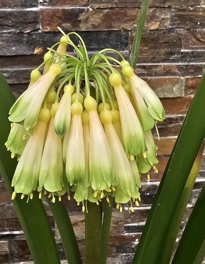 黄沼泽异花君子兰适合客厅阳台摆放观赏