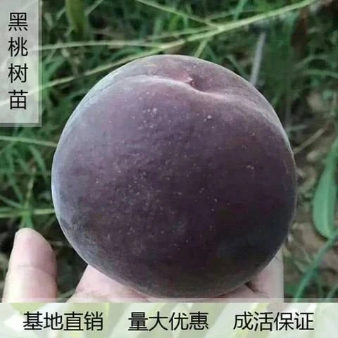 嫁接桃树苗血桃苗蟠桃苗黑桃皇后南方北方种植当年结果特大果树苗