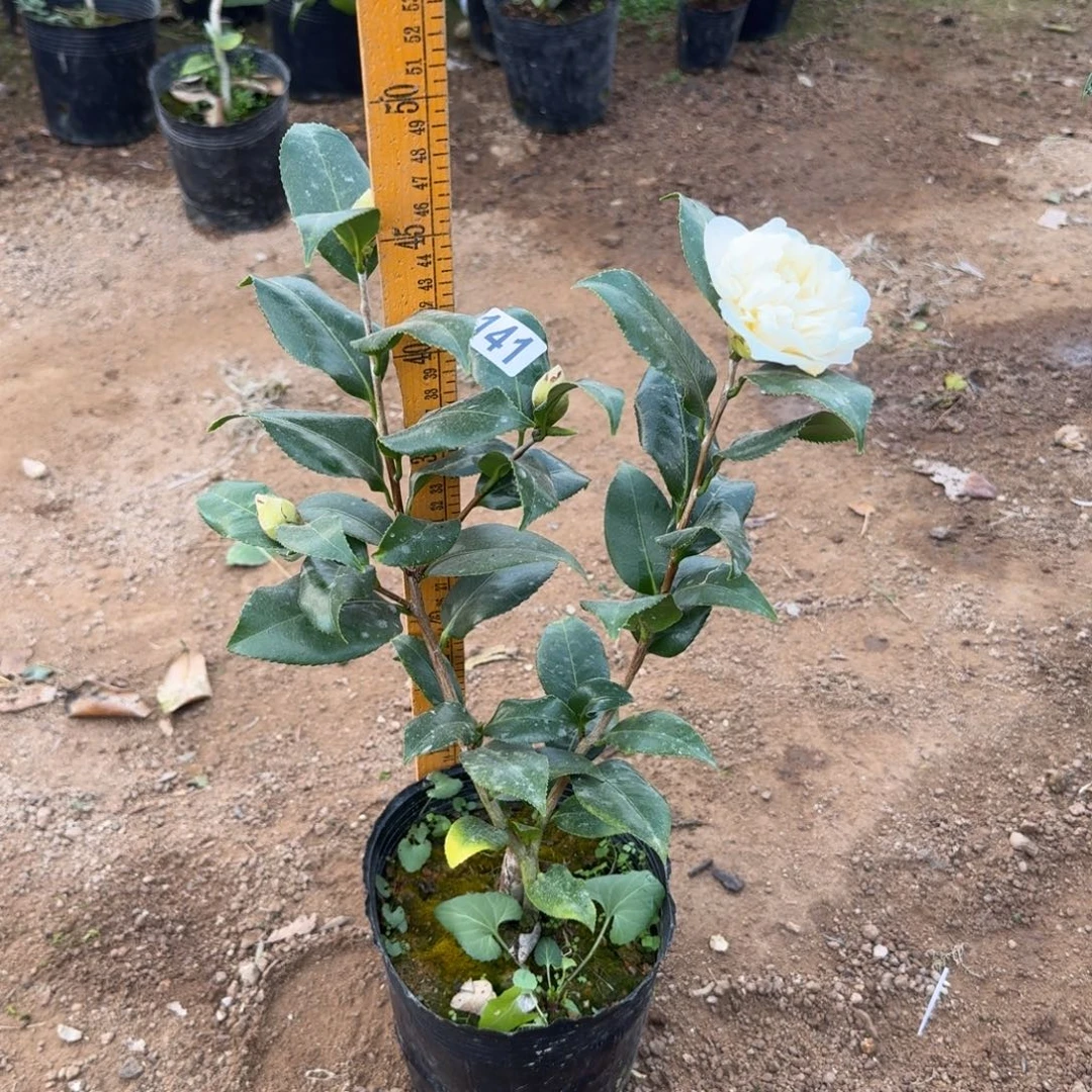 少量花朵（建议范围：2朵-5朵 或40%以下）141黄绣球